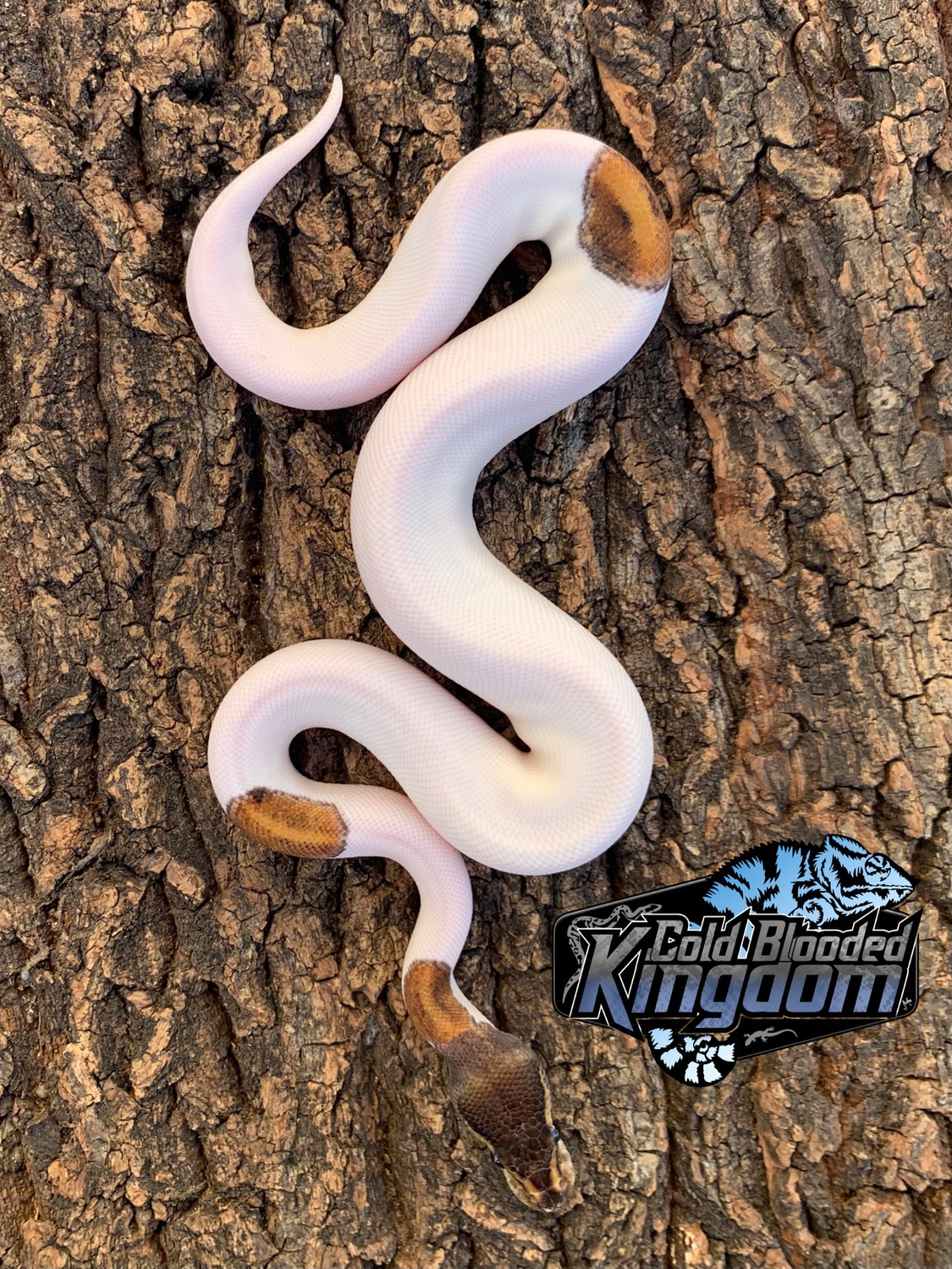 GHI Mystic Pied Ball Python by Cold Blooded Shop - MorphMarket