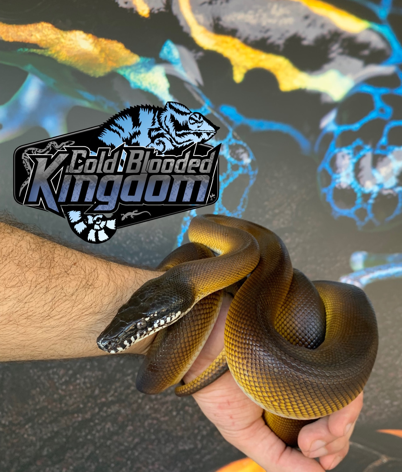 Northern White Lip Python White-lipped Python by Cold Blooded Shop ...
