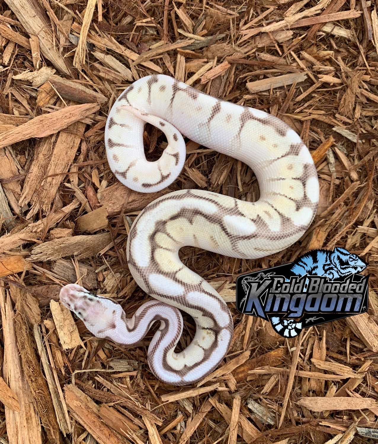 Queen Bee Ball Python by Cold Blooded Shop - MorphMarket