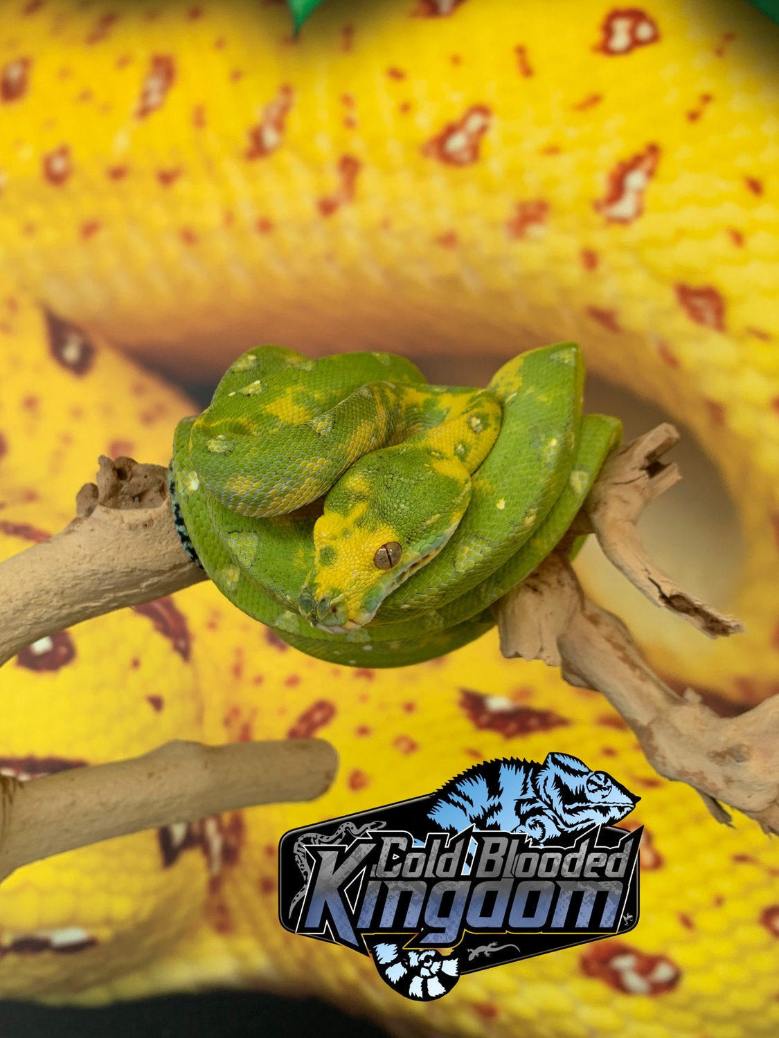 Adult Biak Green Tree Python by Cold Blooded Kingdom - MorphMarket