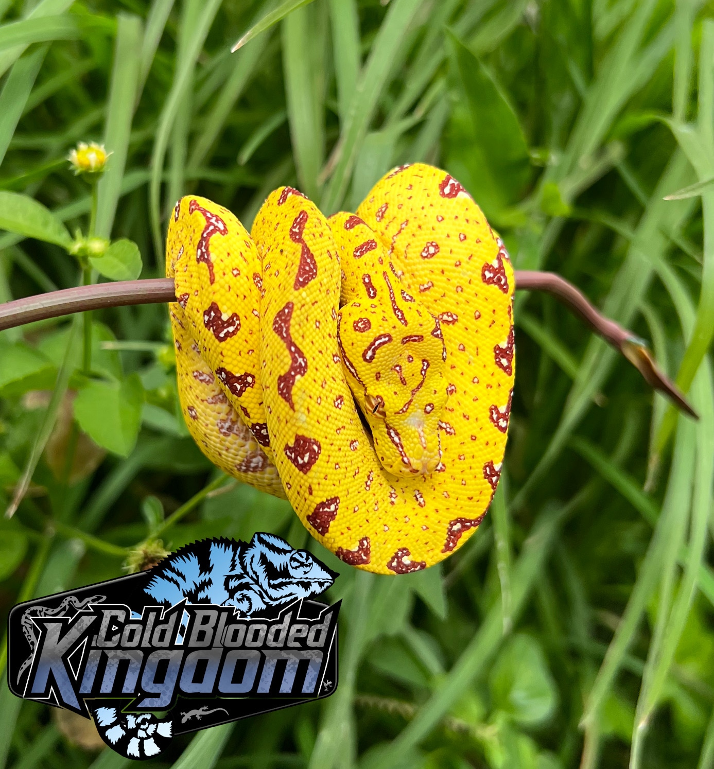 Baby Yellow Biak Green Tree Python by Cold Blooded Shop - MorphMarket