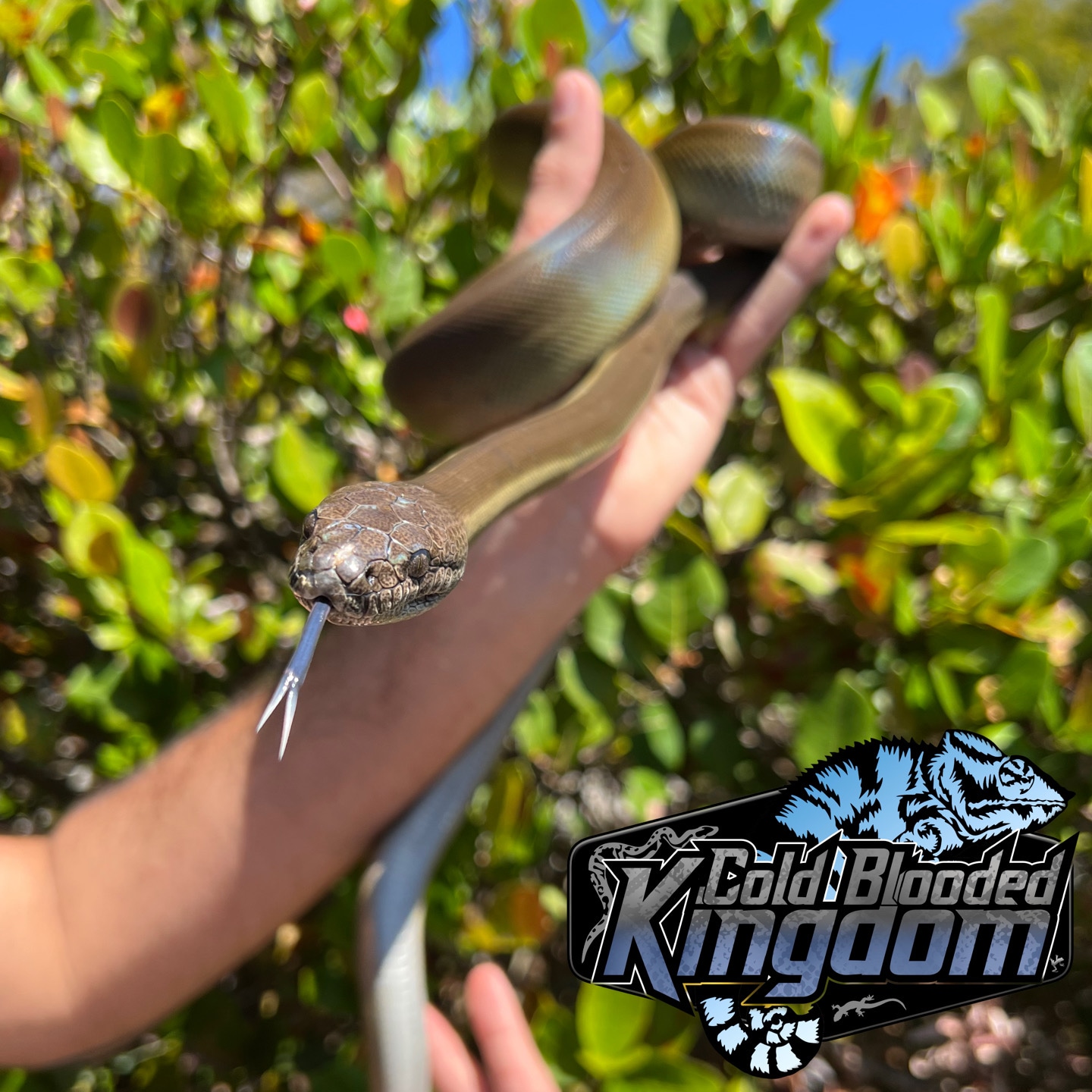 Papuan Olive Python by Cold Blooded Shop - MorphMarket