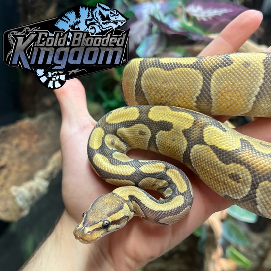 Orange Ghost Enchi Ball Python by Cold Blooded Shop