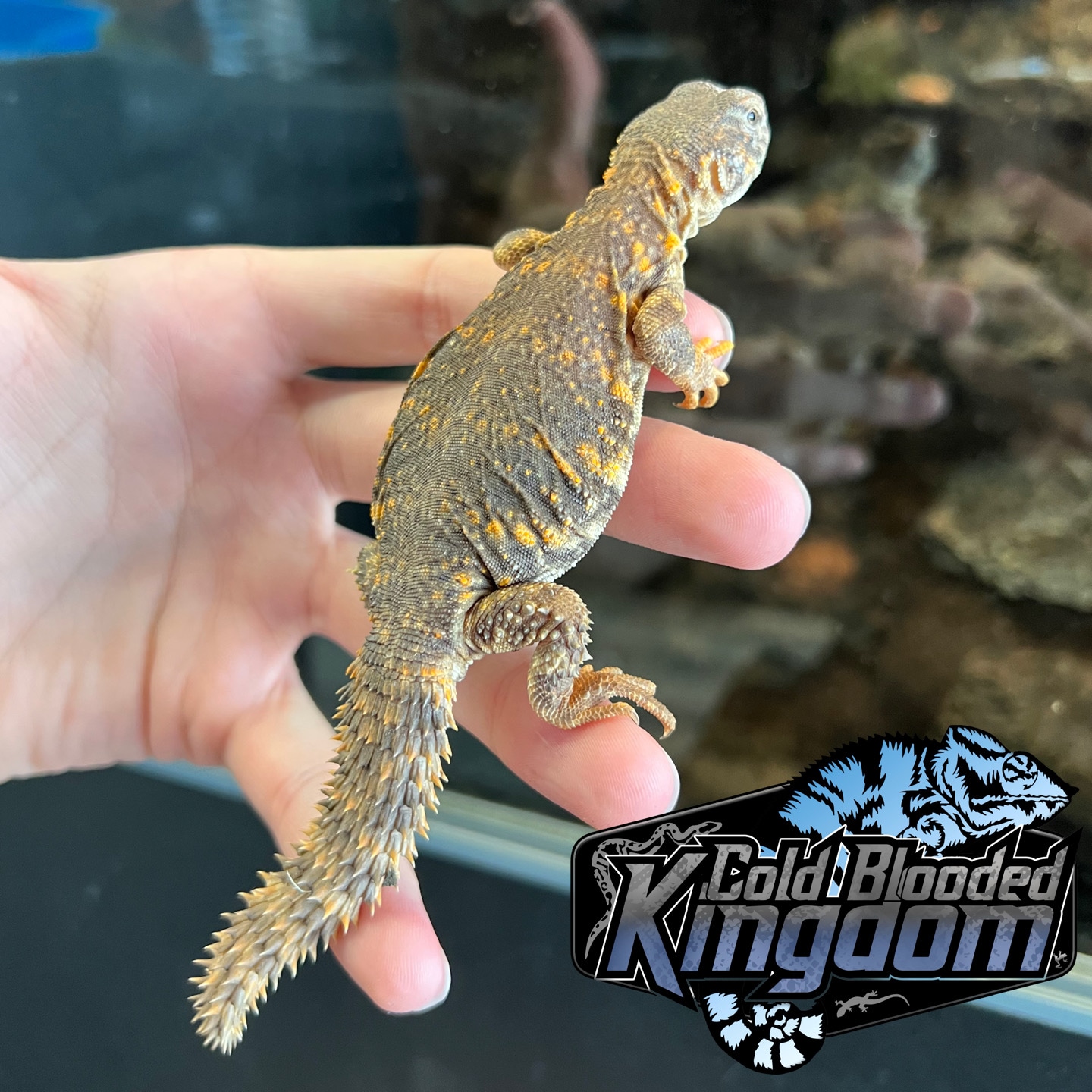 Baby Red Spiny-tailed Lizard by Cold Blooded Shop - MorphMarket