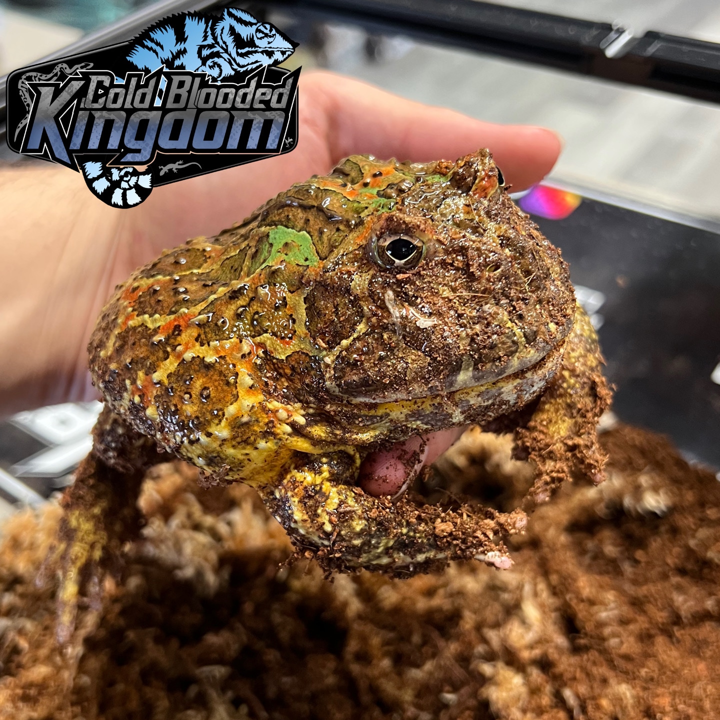 Dragon Wing Orwell Pacman Pacman Frog by Cold Blooded Shop MorphMarket