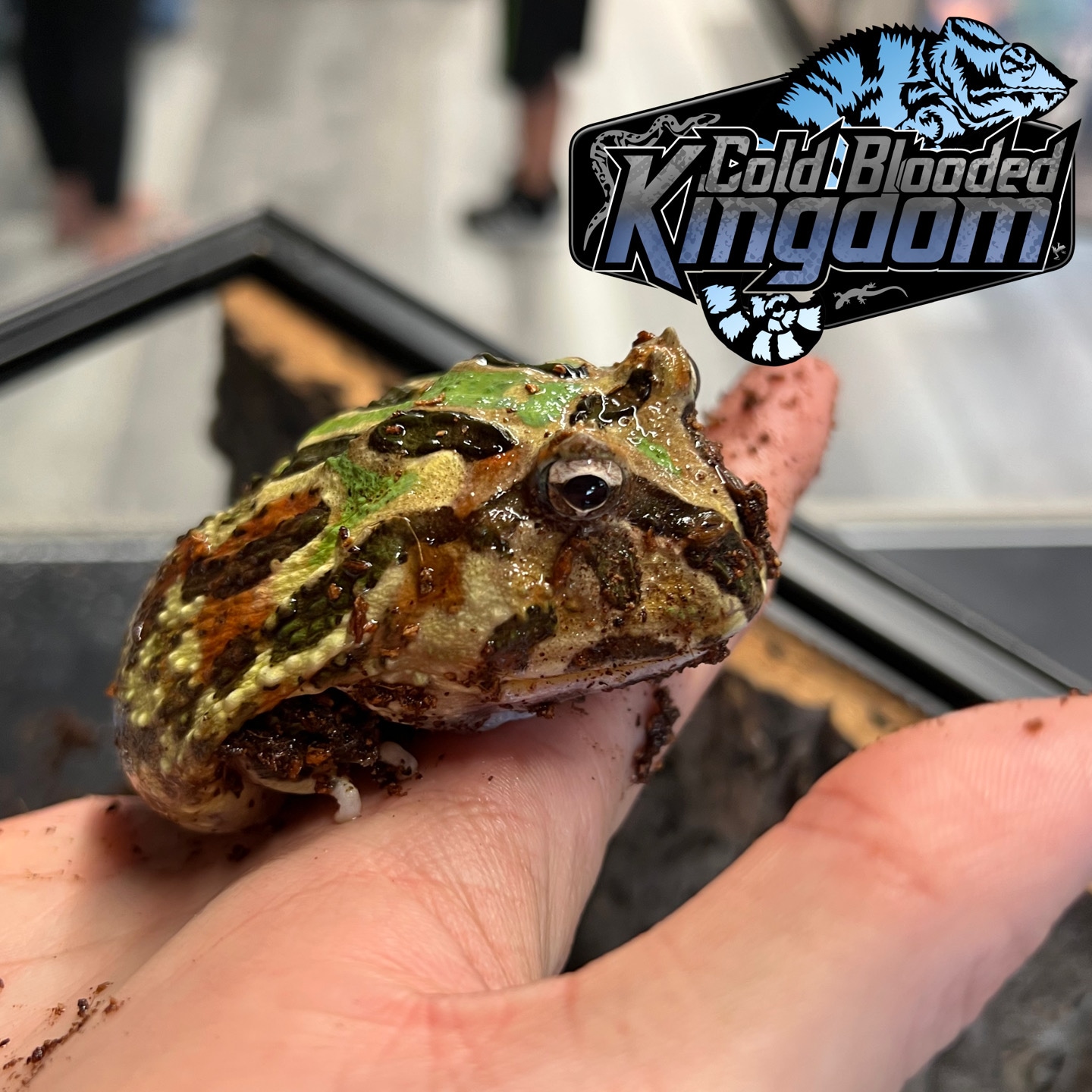 Mutant Pacman Horned Frog by Cold Blooded Shop MorphMarket