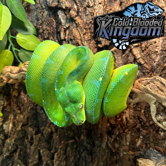 Merauke Green Tree Python (Very Handleable As Well!) by Cold Blooded Shop