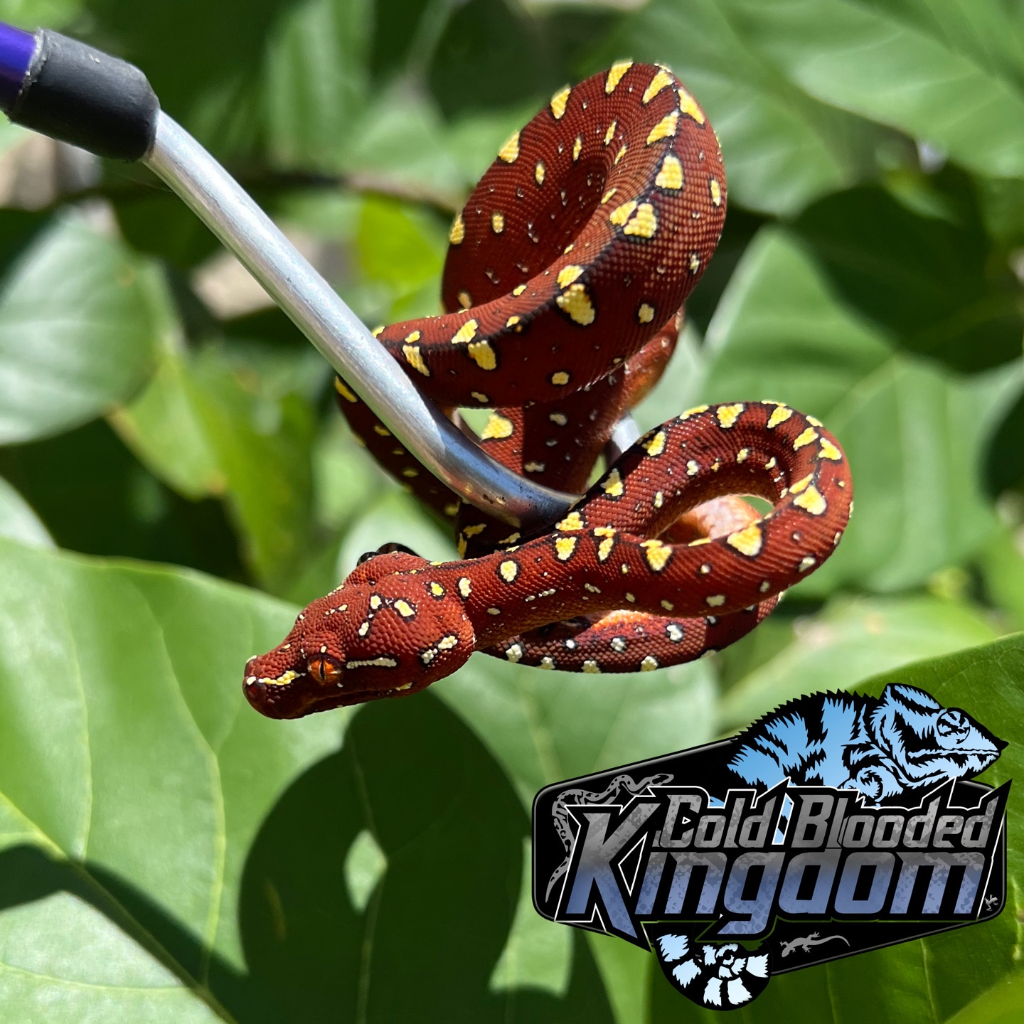 Beautiful Baby Red Neonate Biak Green Tree Python by Cold Blooded Shop ...