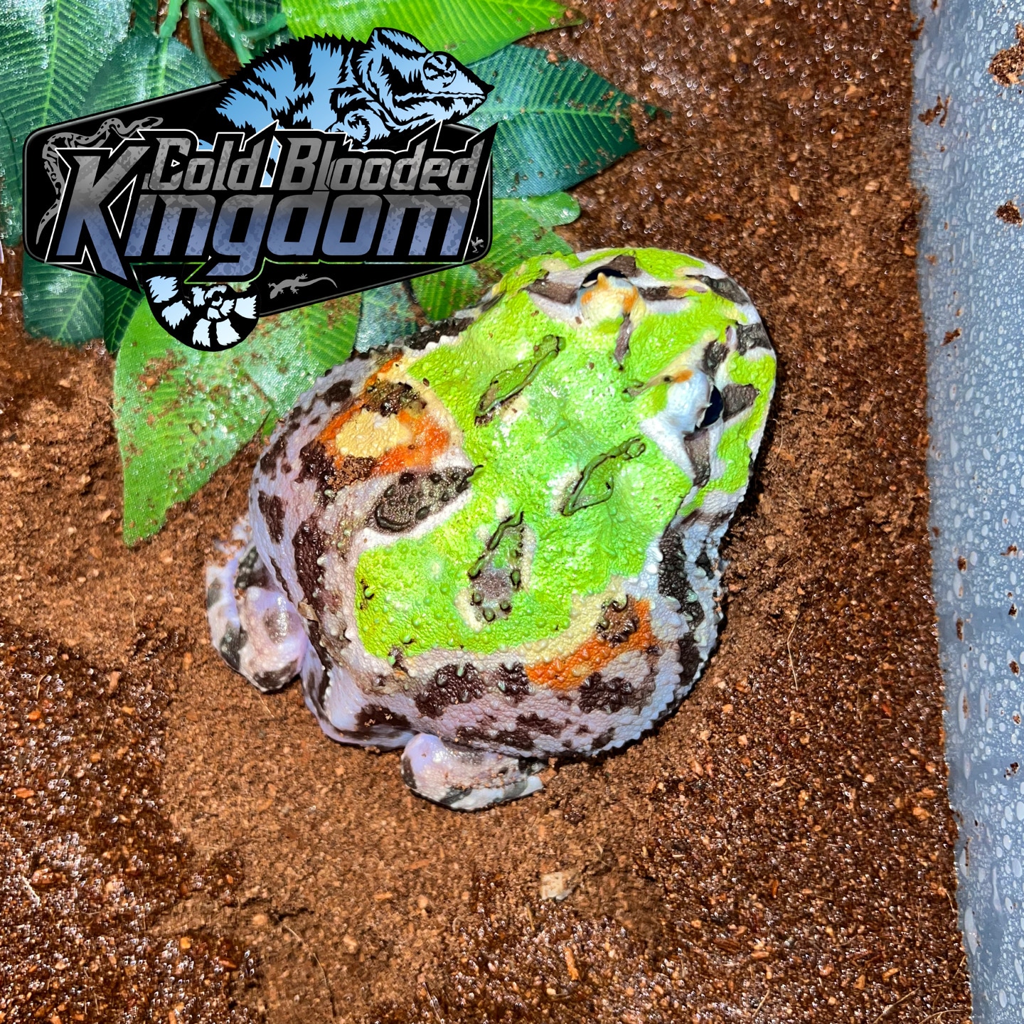 Translucent Green Emerald Mutant Pacman Horned Frog by Cold Blooded