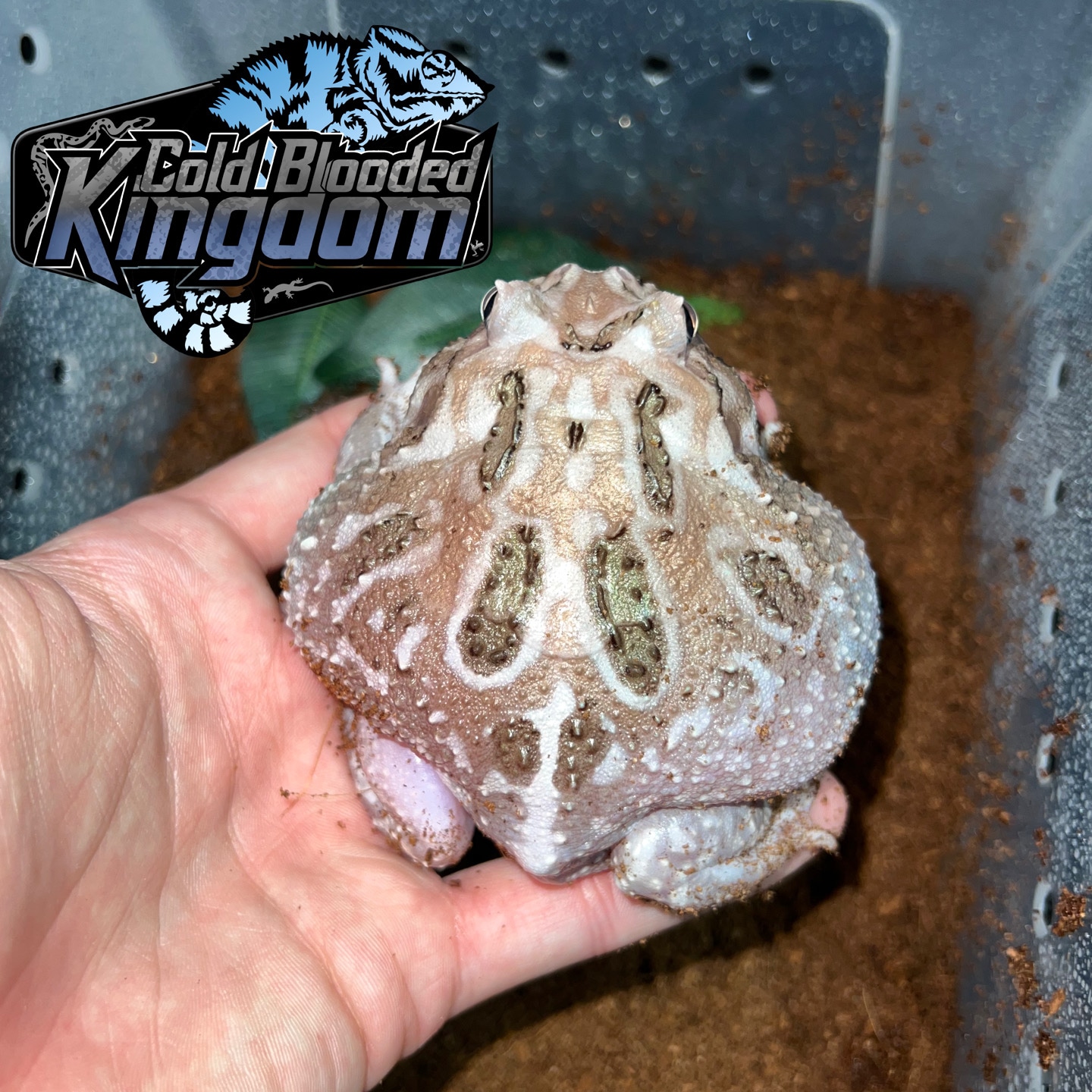 Phantom Translucent Mutant Pacman Horned Frog by Cold Blooded Shop