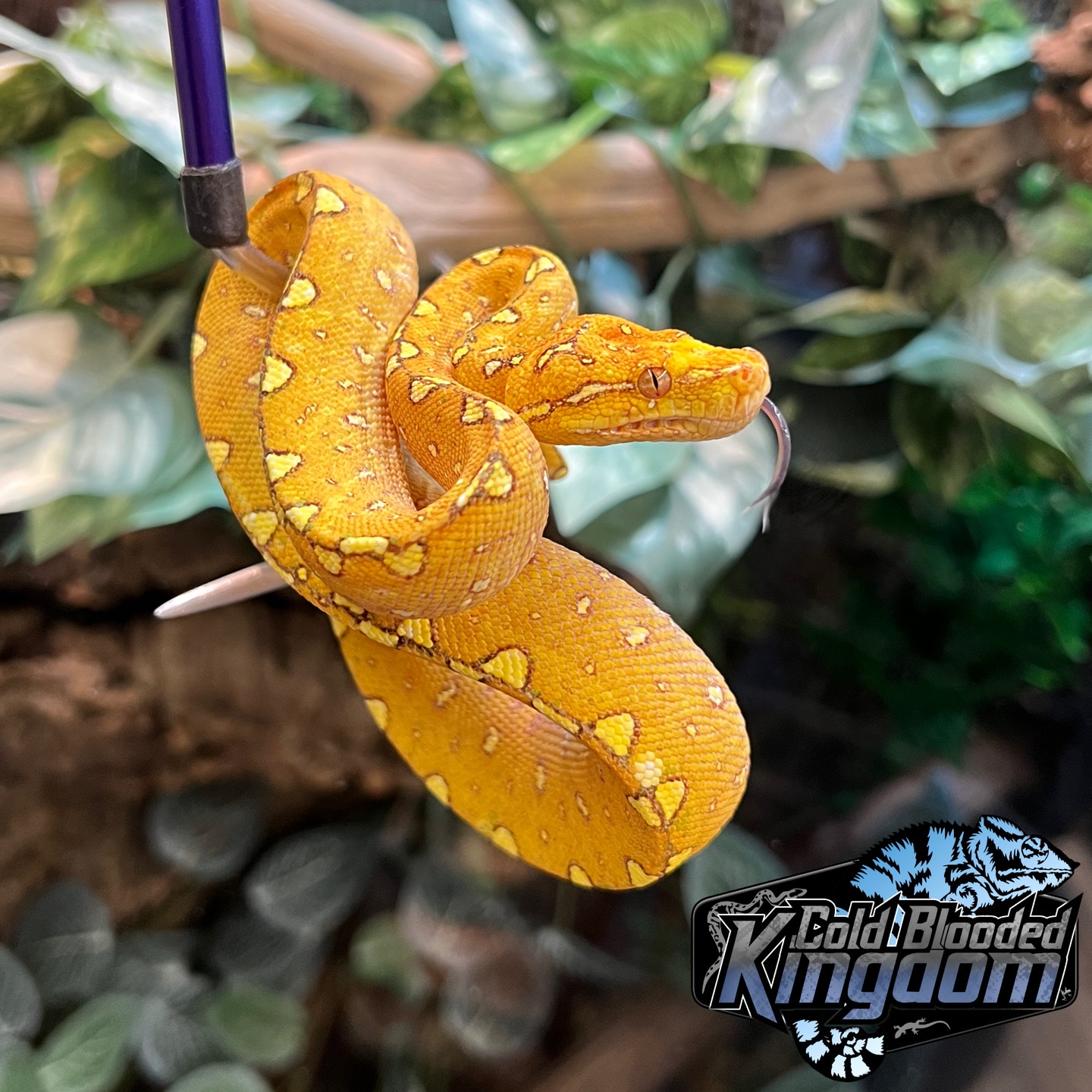 Beautiful Biak Green Tree Python by Cold Blooded Shop - MorphMarket