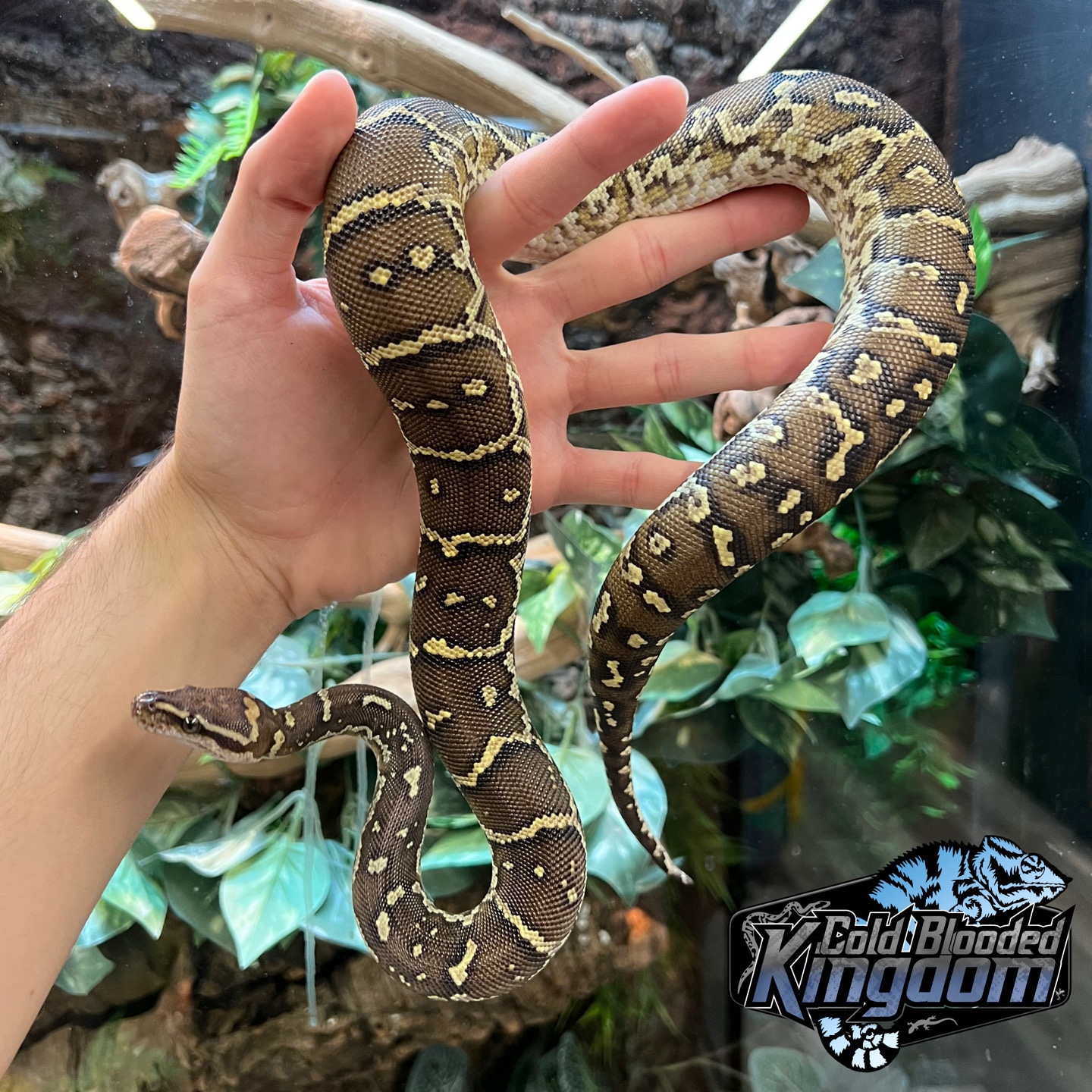 Angolan Python by Cold Blooded Shop - MorphMarket