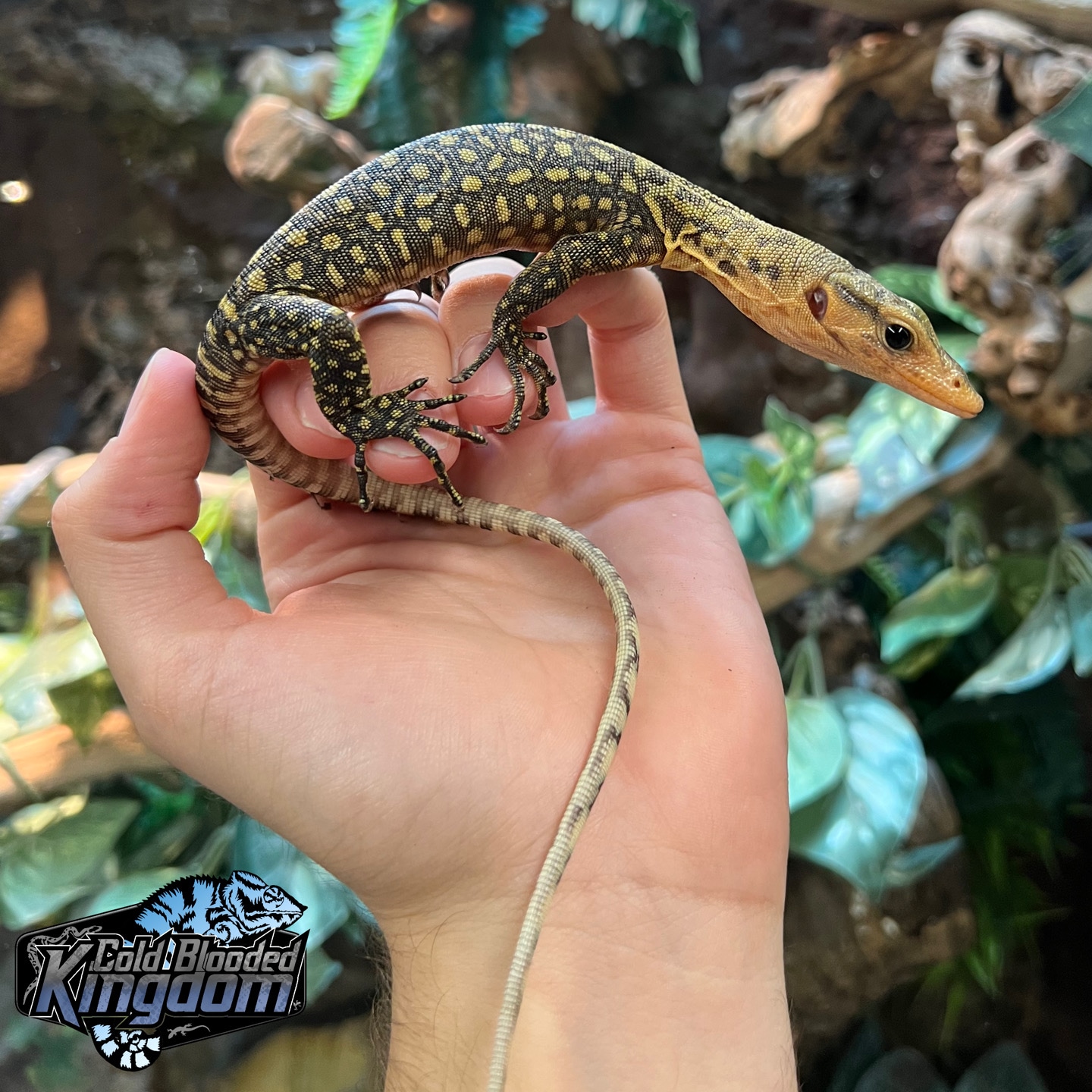High Yellow Quince Monitor Other Monitor by Cold Blooded Shop MorphMarket