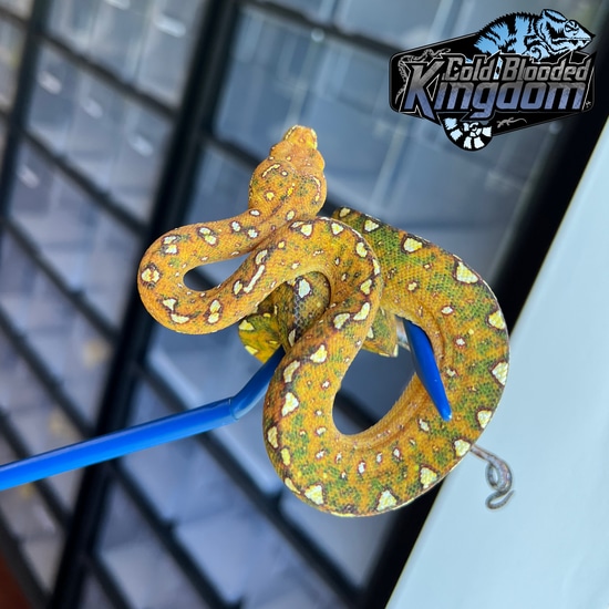 Beautiful Biak Green Tree Python by Cold Blooded Kingdom - MorphMarket