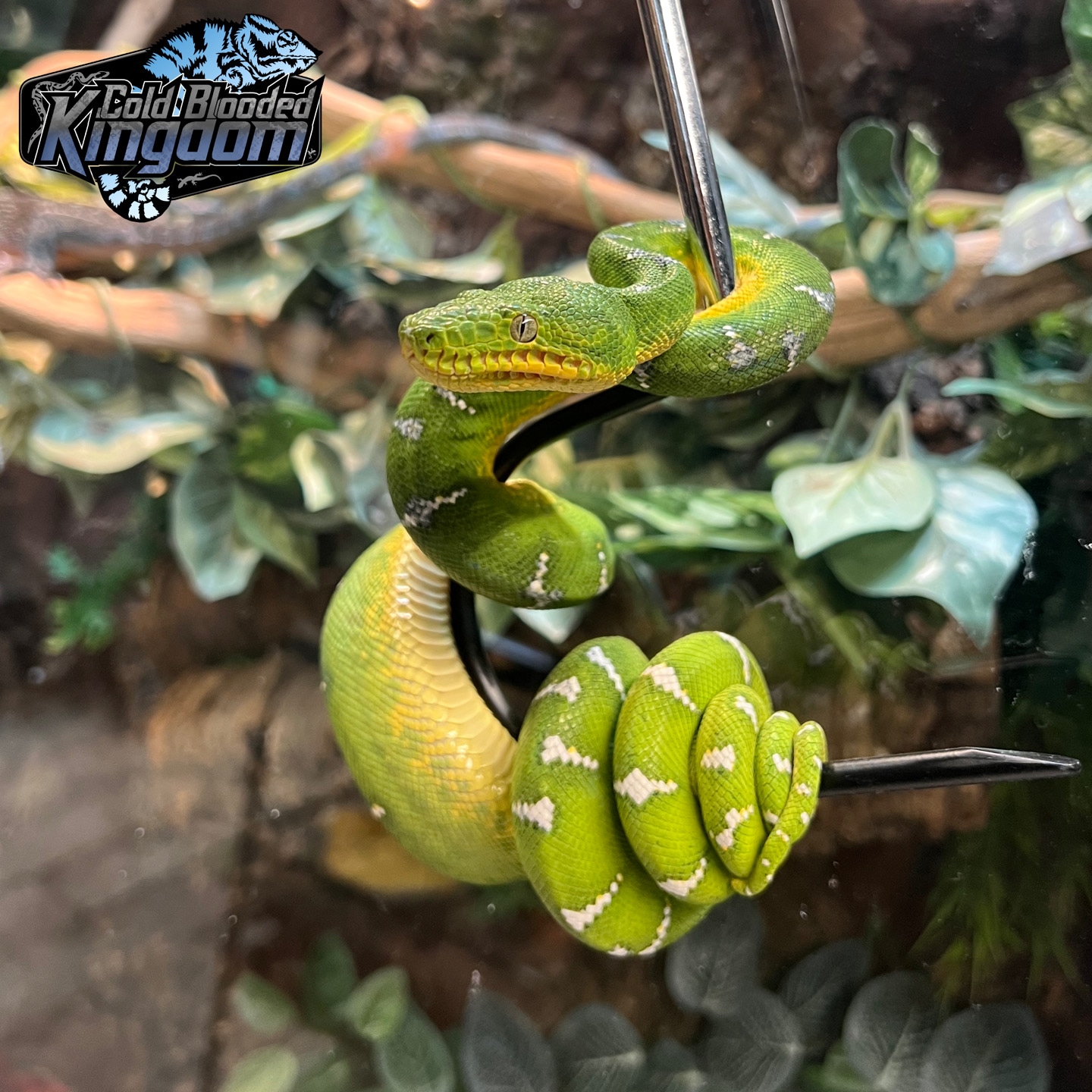 Beautiful Yearling Emerald Tree Boa Northern Emerald Tree Boa by Cold