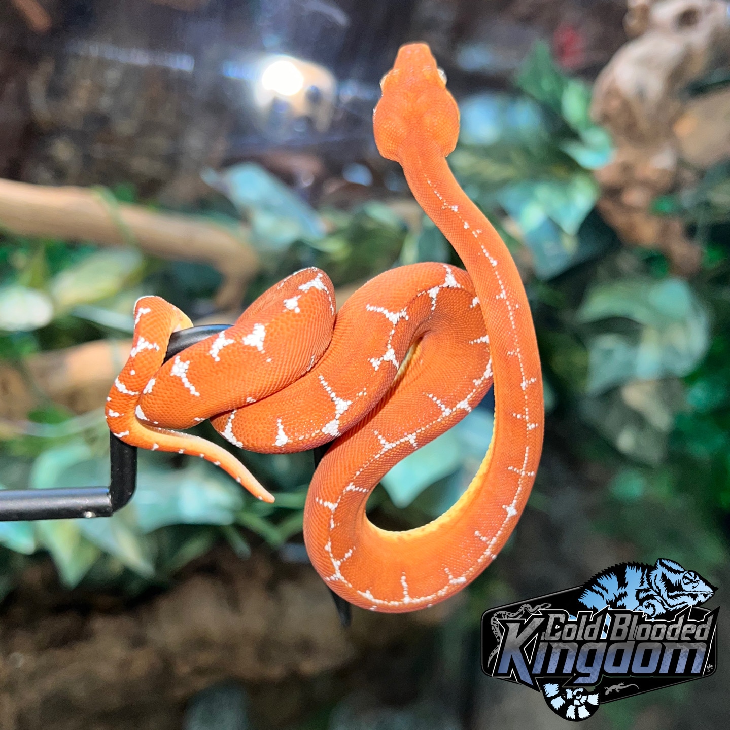 Amazon Basin Emerald Tree Boa Amazon Basin Tree Boa by Cold Blooded