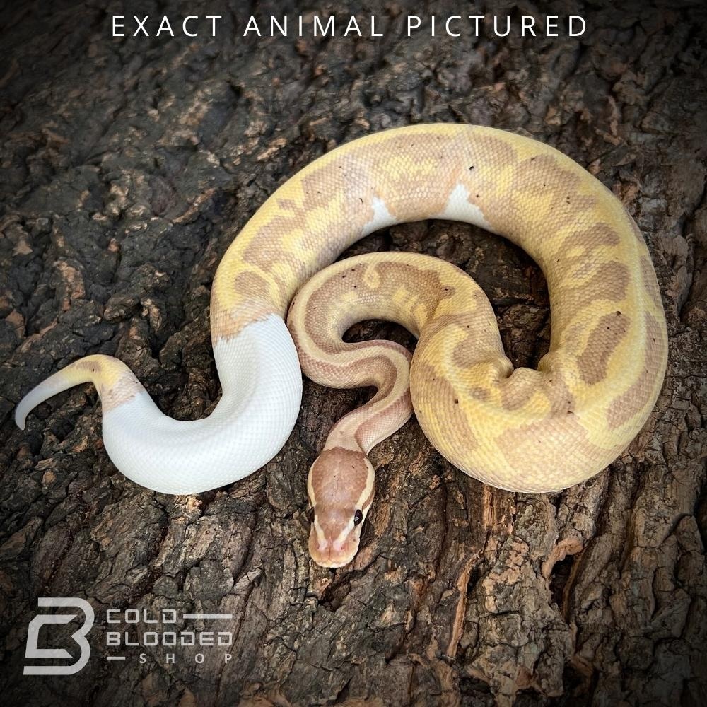 Banana Pied Ball Python by Cold Blooded Shop MorphMarket