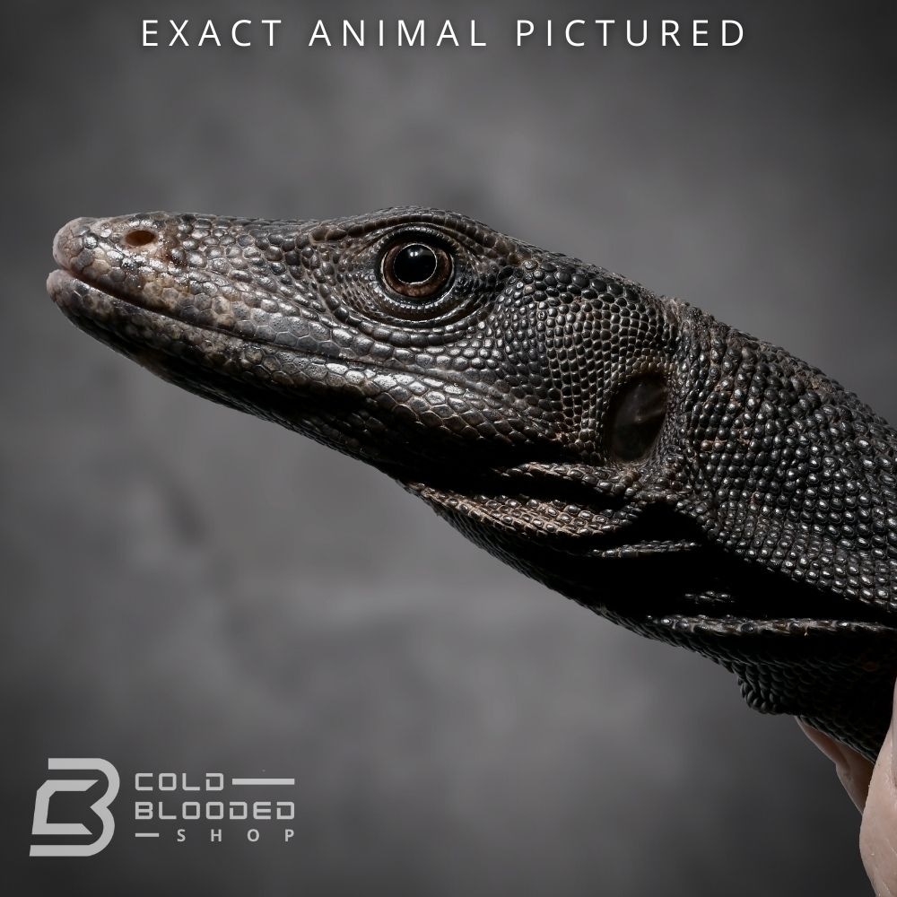 Juvenile Black Dragon Water Monitor by Cold Blooded Shop MorphMarket