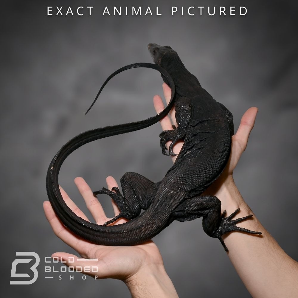 Juvenile Black Dragon Water Monitor by Cold Blooded Shop MorphMarket