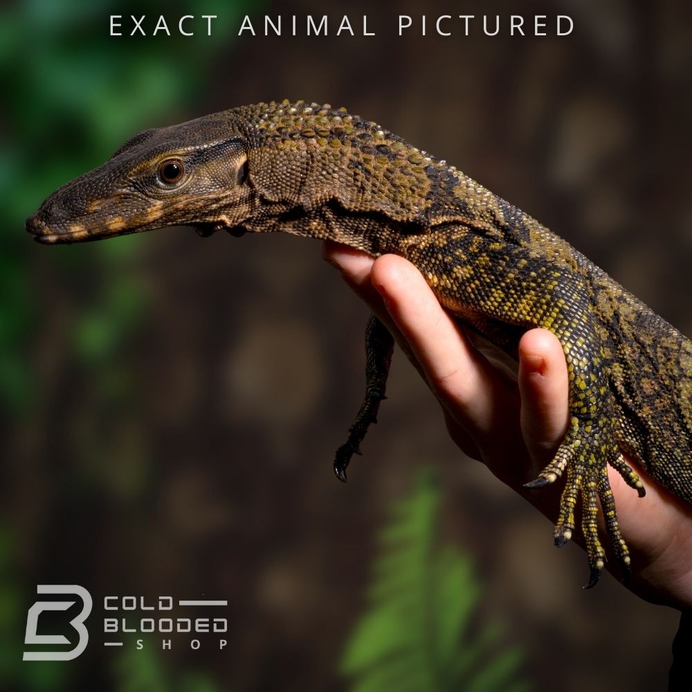 Male Juvenile 101 Black Roughneck Monitor by Cold Blooded Shop