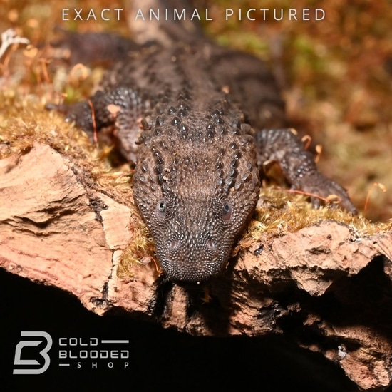 Juvenile Borneo Earless Monitor Lizard Lanthanotus Borneensis Other
