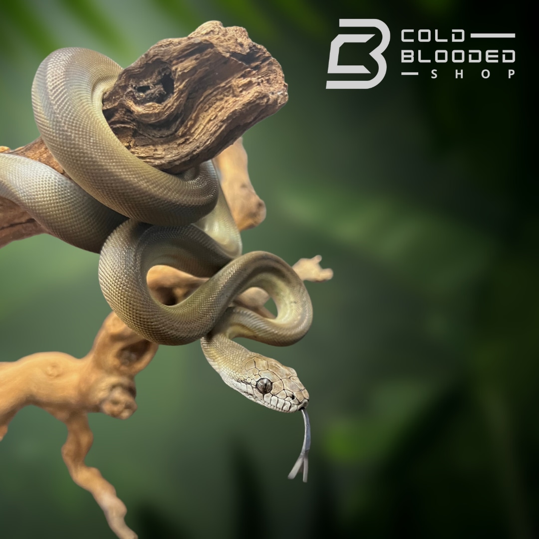 Papuan Olive Python by Cold Blooded Shop - MorphMarket