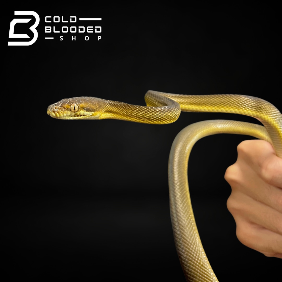Tanimbar Python - Simalia Nauta More Python by Cold Blooded Shop ...
