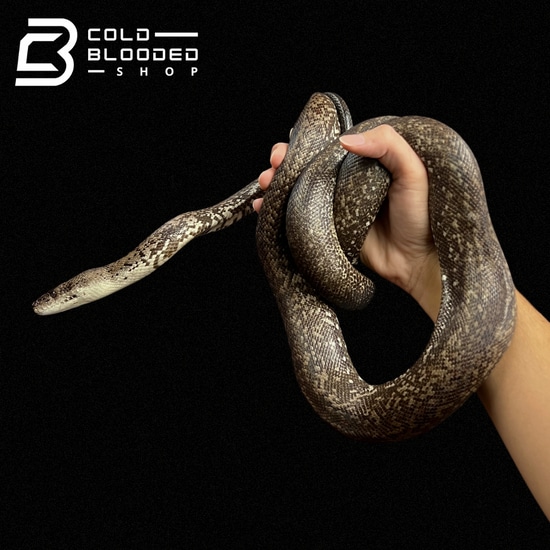 Macklot's Python - Liasis Mackloti by Cold Blooded Shop