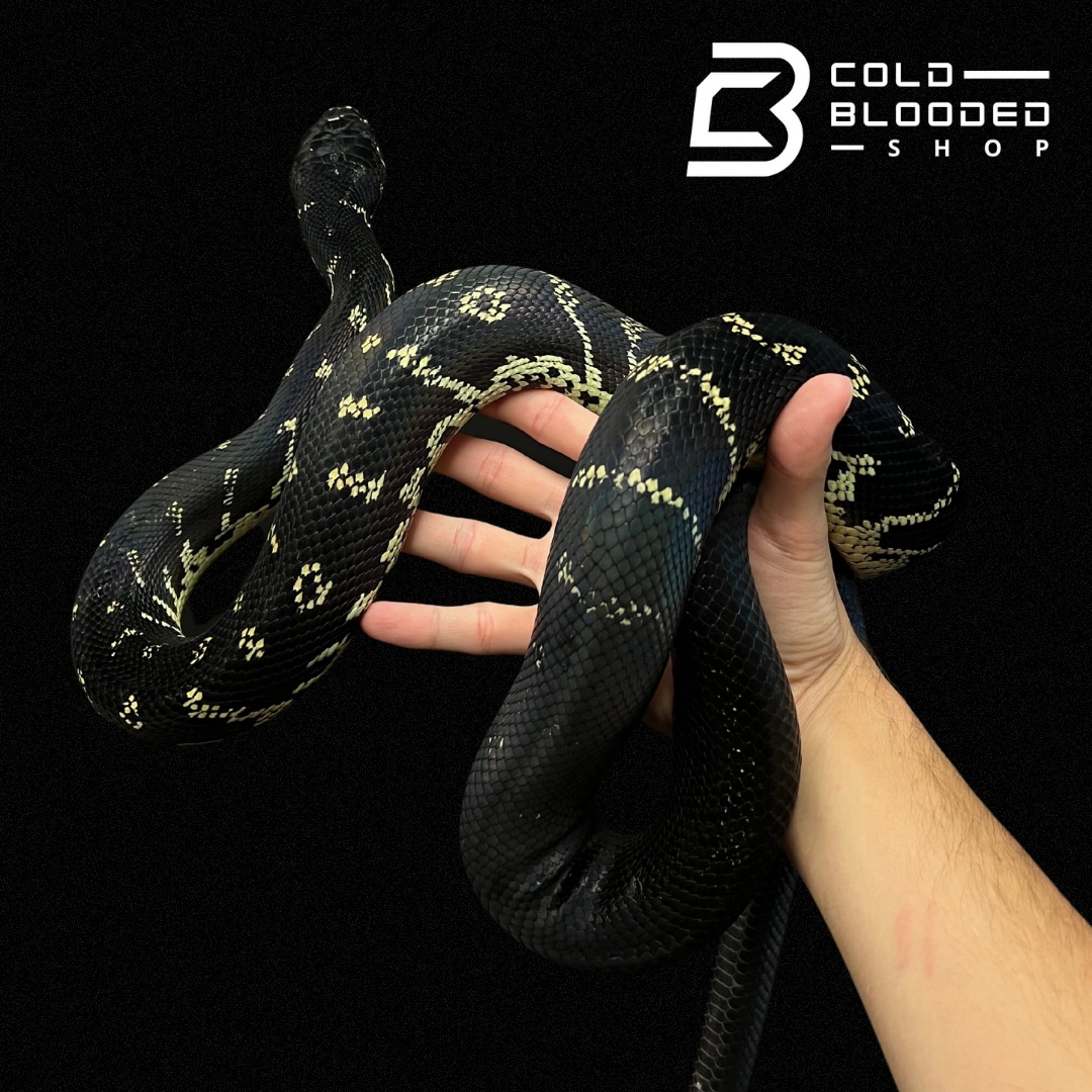 Boelen's Python Simalia Boeleni More Python by Cold Blooded Shop