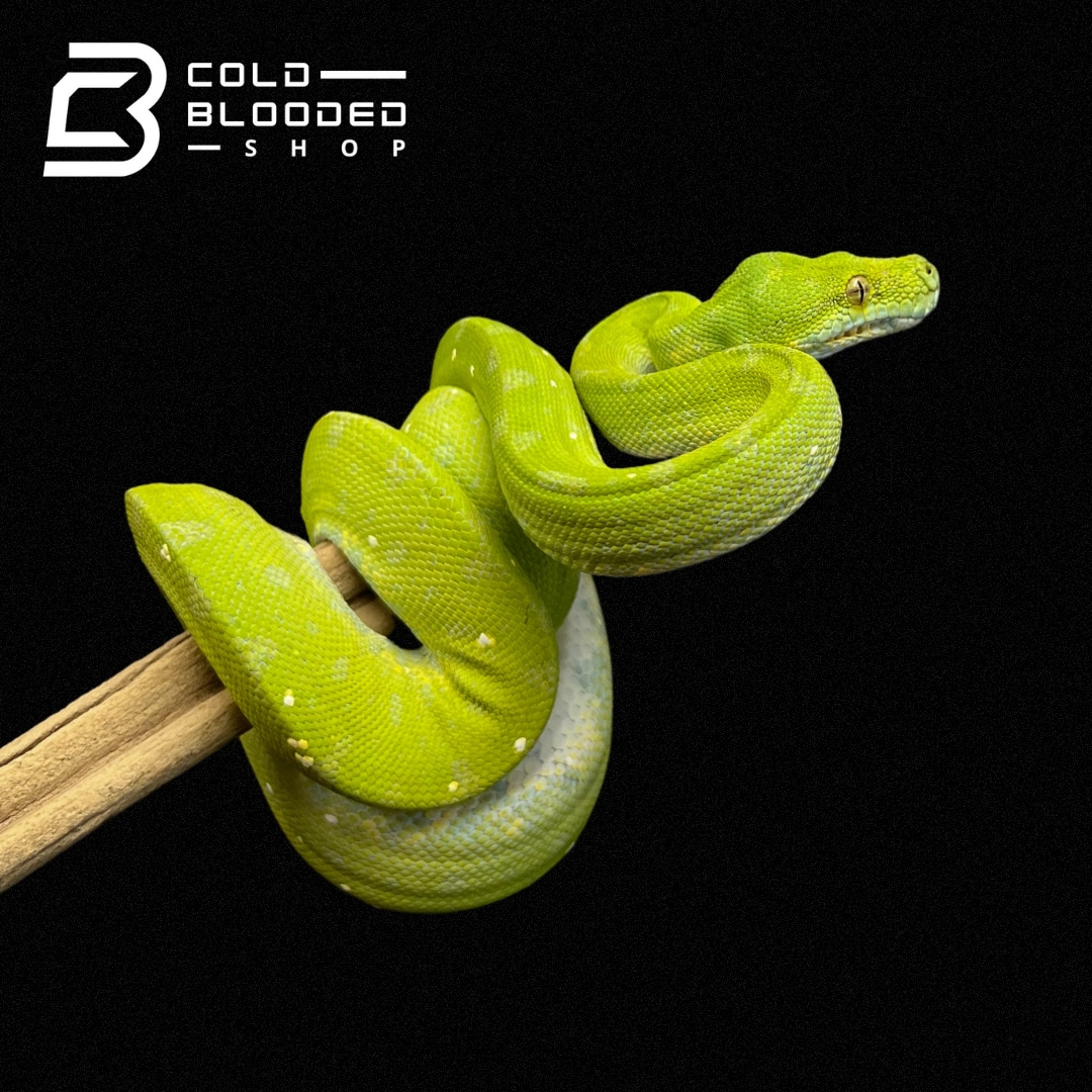 Beautiful Biak Green Tree Python by Cold Blooded Shop - MorphMarket