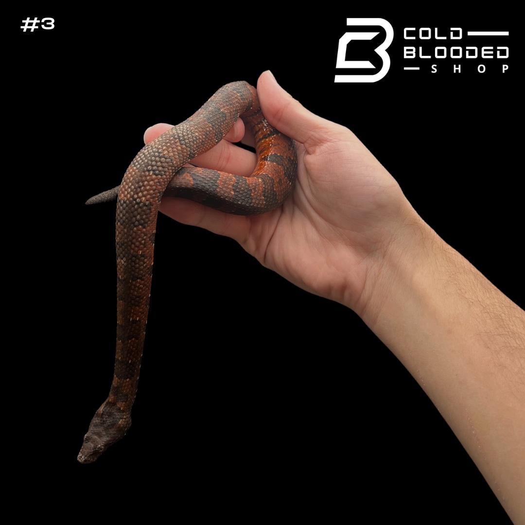 Red Viper Boas Candoia Aspera More Boa by Cold Blooded Shop MorphMarket
