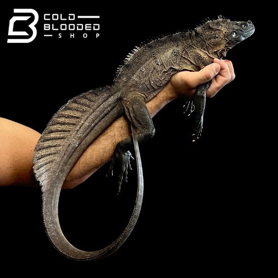 Indonesian Sailfin Dragon Lizard Hydrosaurus Microlophus by Cold
