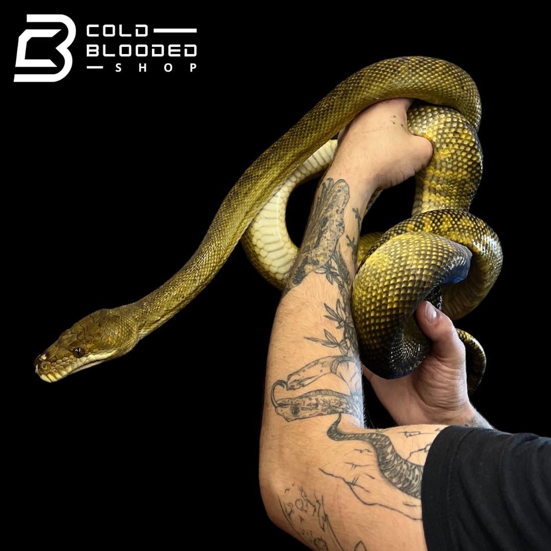 Moluccan Python - Morelia Clastolepis More Python by Cold Blooded Shop ...