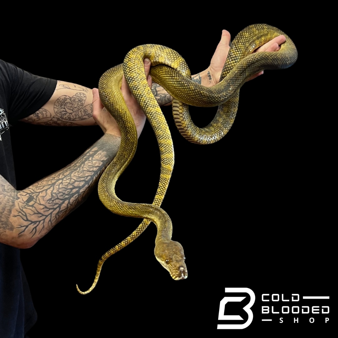 Moluccan Python - Morelia Clastolepis More Python by Cold Blooded Shop ...