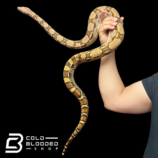 Pastel Boa Constrictor Boa Constrictor by Cold Blooded Shop