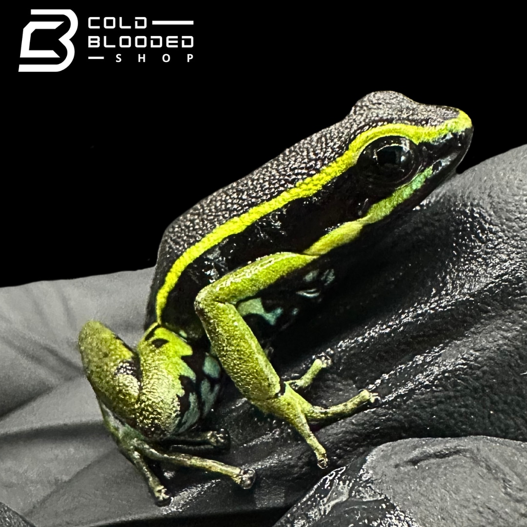 Three-Striped Dart Frogs (greens) - Ameerega trivittata Profile Picture