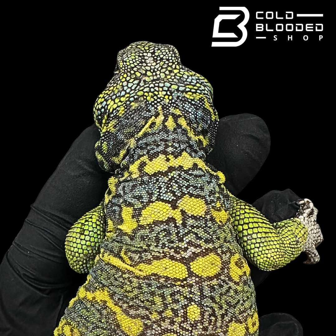 STUNNER male Blue/Green Ornate Uromastyx - Uromastyx ornata Profile Picture