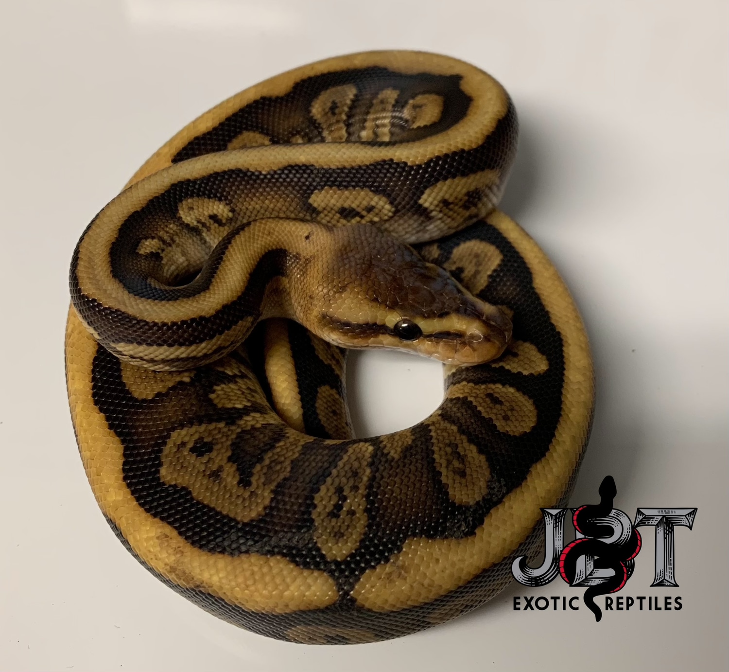 Mahogany Chocolate HGW Het Clown Ball Python by Jbt Exotic Reptiles ...