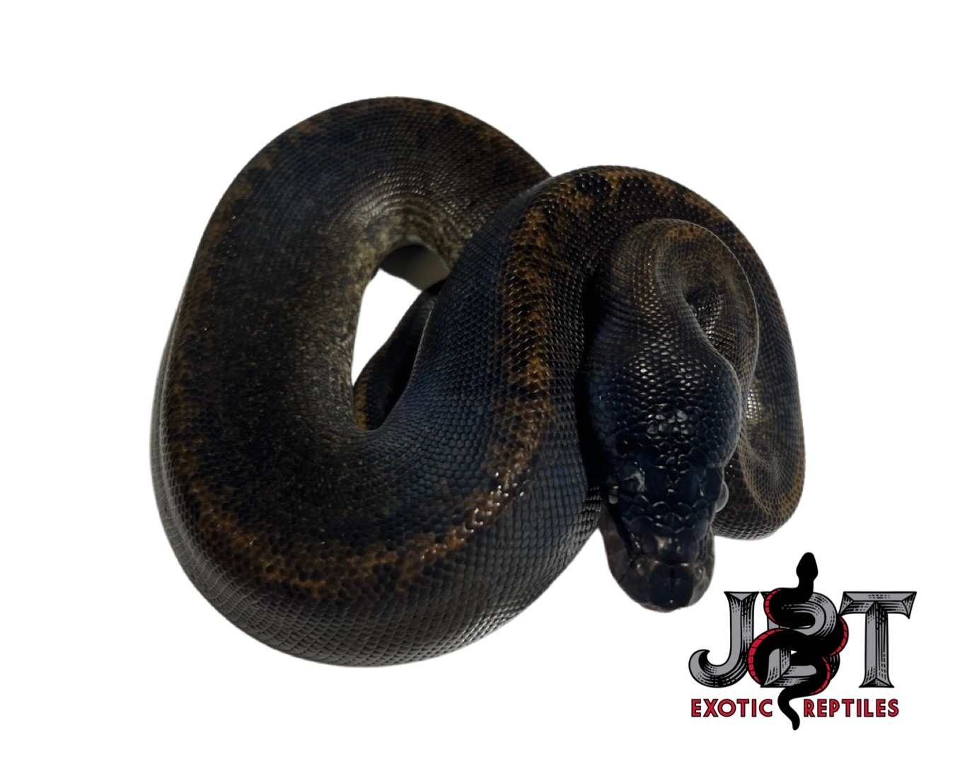 Suma Poss Het Pied Ball Python by Jbt Exotic Reptiles - MorphMarket