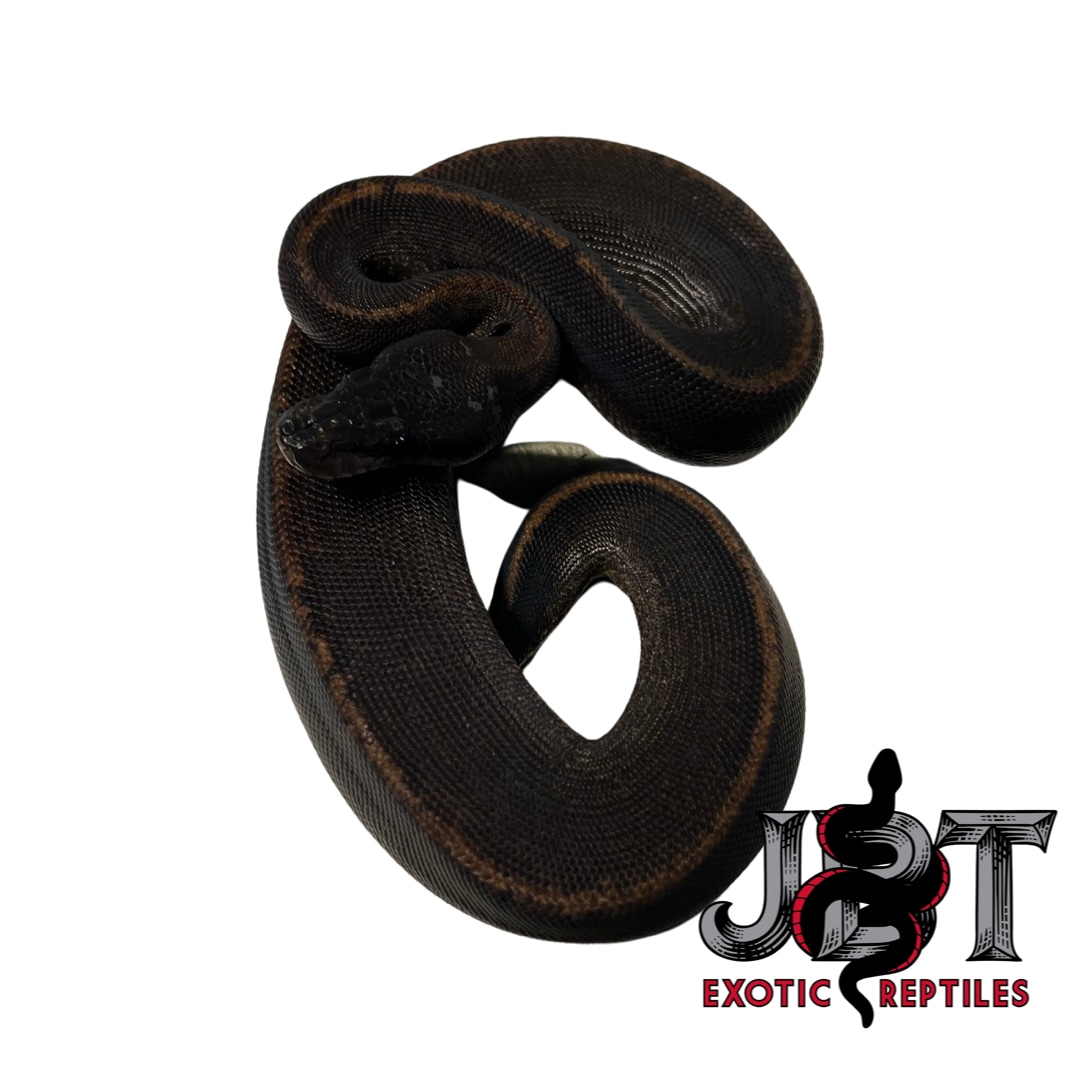 Suma Poss Het Pied Ball Python by Jbt Exotic Reptiles - MorphMarket