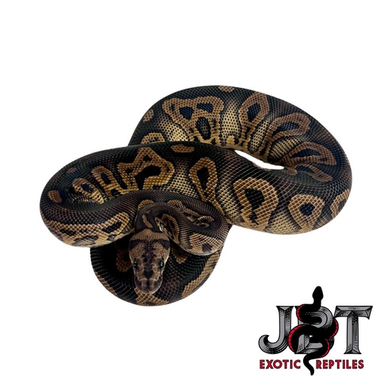 Black Pastel Acid Clown Ball Python by Jbt Exotic Reptiles