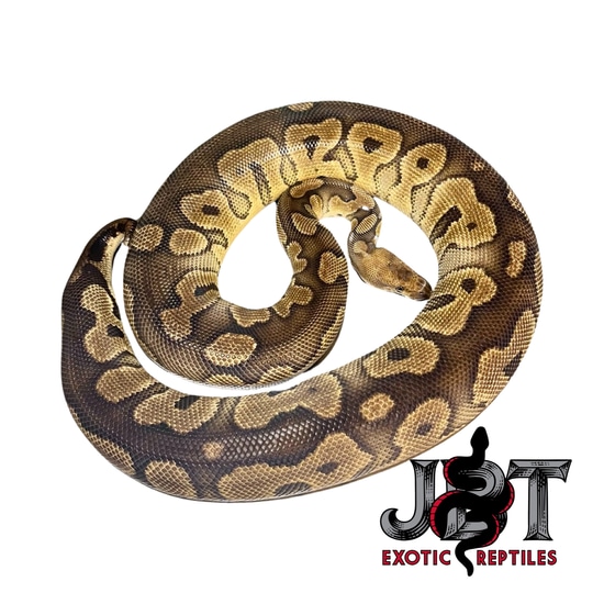 Mahogany Clown Ball Python by Jbt Exotic Reptiles