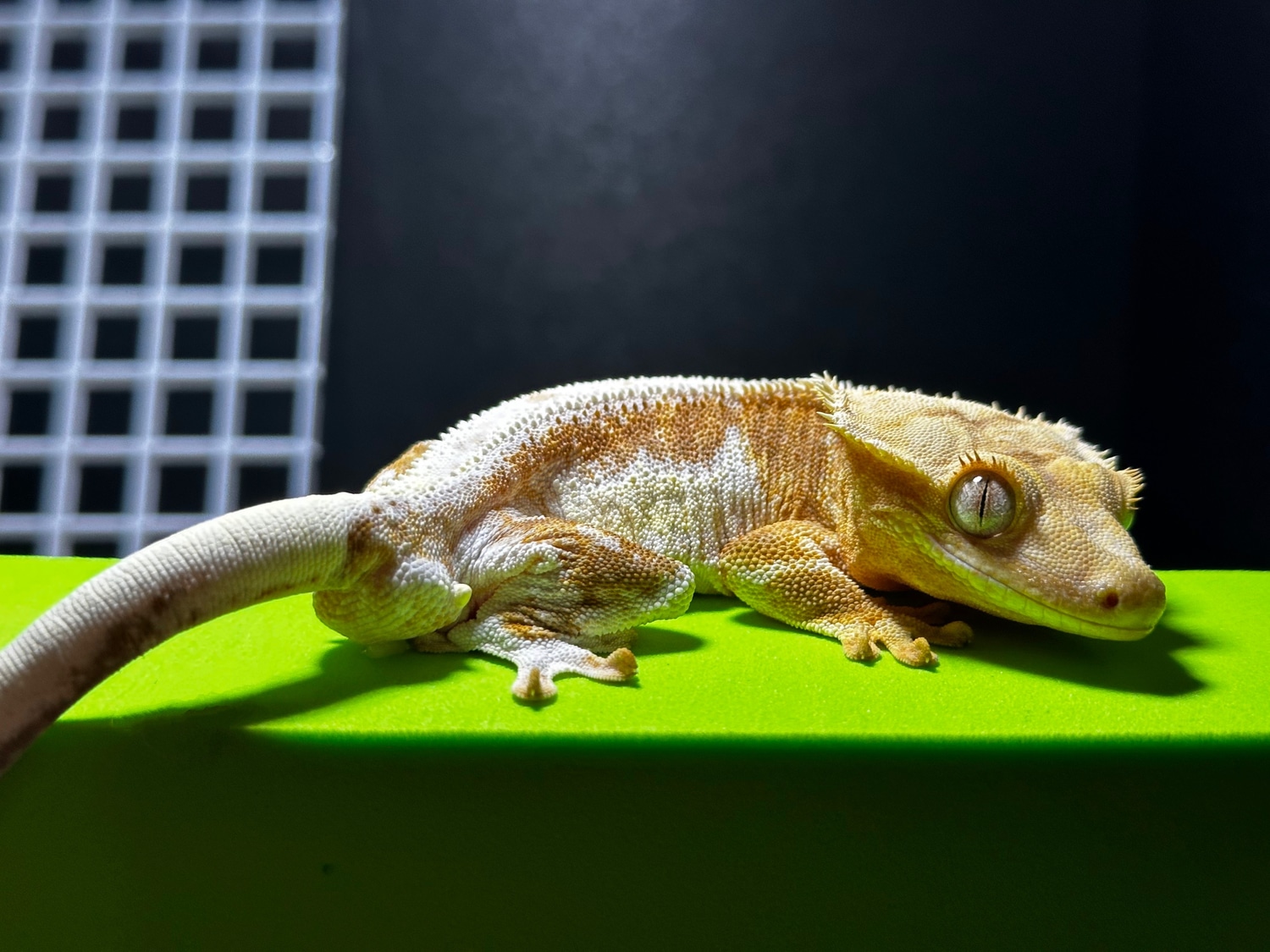 RTB LW 100% Het Axanthic Crested Gecko by Night Wave Exotics - MorphMarket