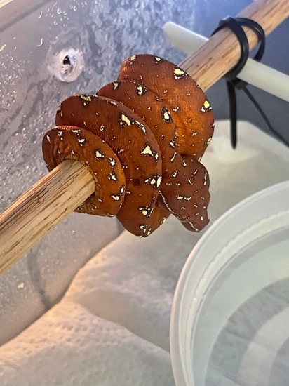 USCBB Designer Green Tree Python by Jay’s Green Tree Pythons