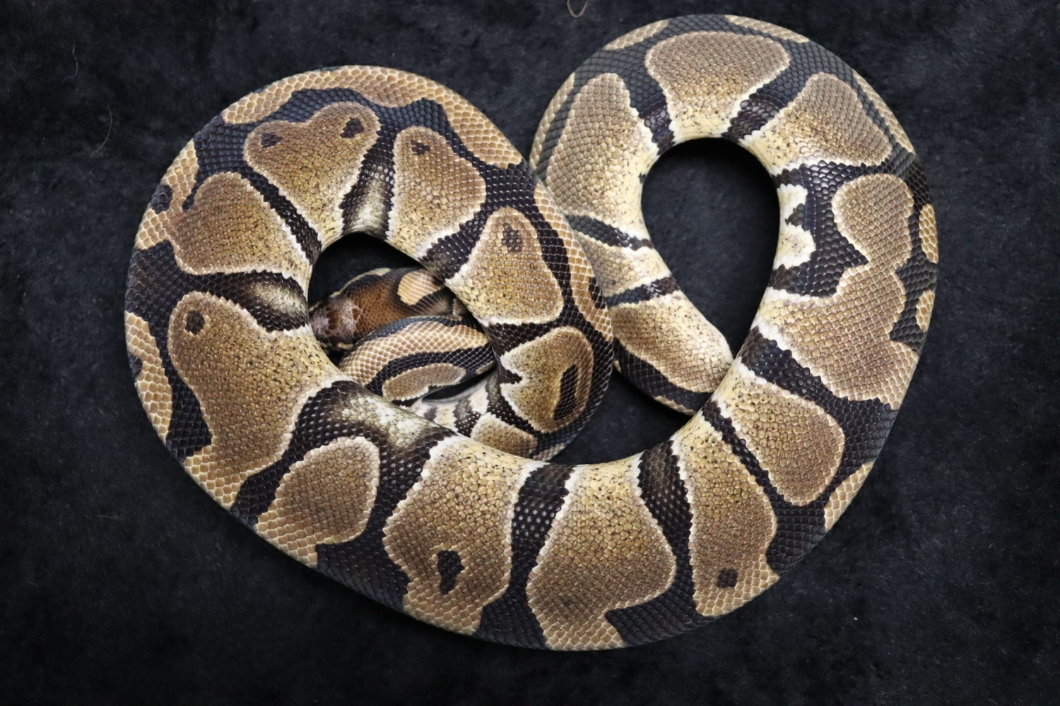 Scaleless Head Ball Python by Hirsch Captive Bred Ball Pythons ...