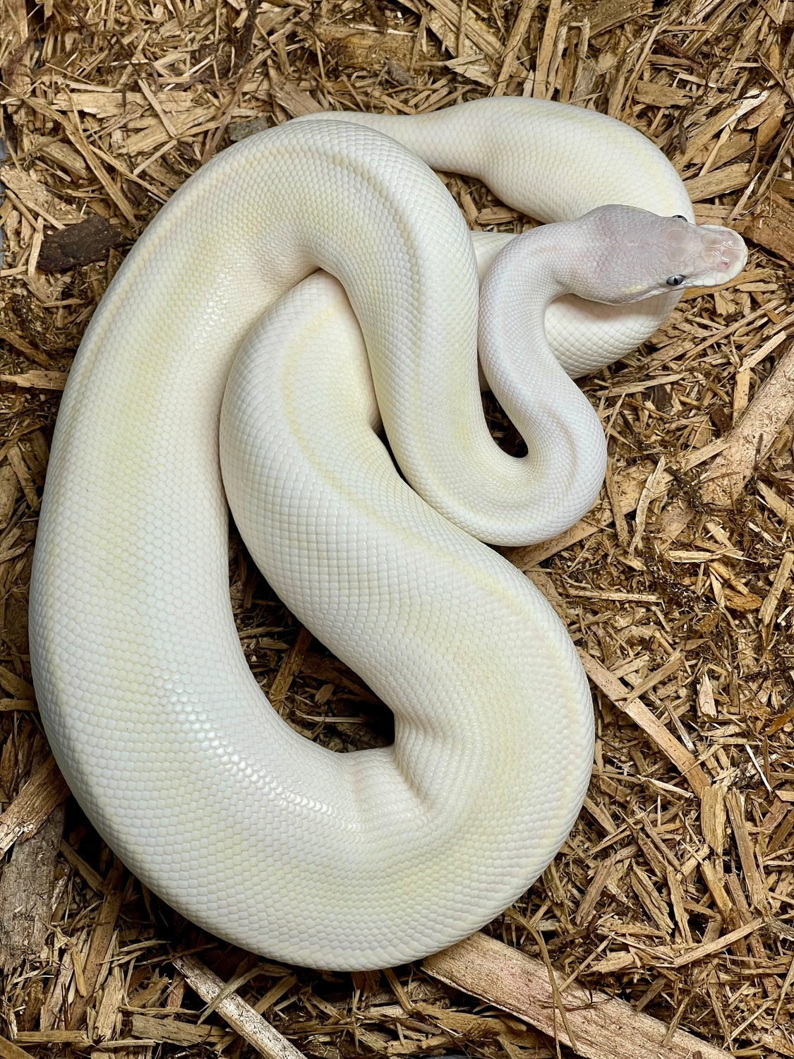 Super Mojave Free Shipping! Ball Python by Hirsch Captive Bred Ball Pythons MorphMarket