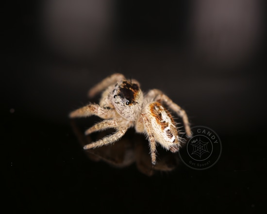Spider Fuzzbum
