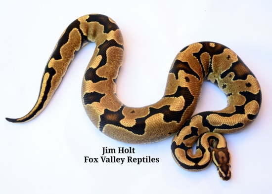 Krg Ball Python Fire Kalabash (KRG) 100% Het Pied Ball Python by Fox Valley Reptiles