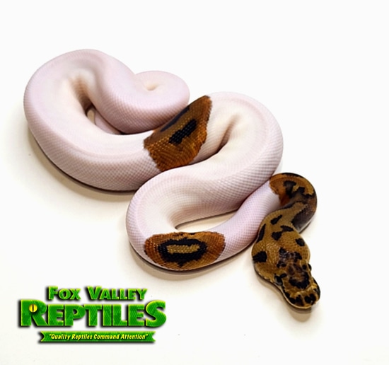 Krg Ball Python Pos KRG Clown Pied Ball Python by Fox Valley Reptiles