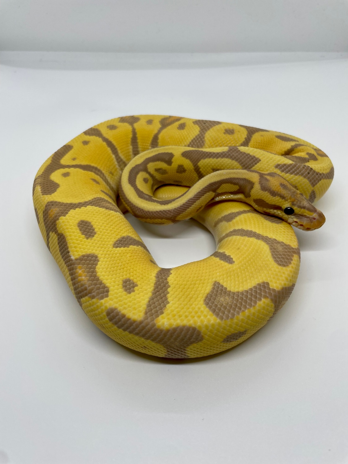 Hypo Banana Leopard Enchi Ball Python by Ross Reptiles MorphMarket